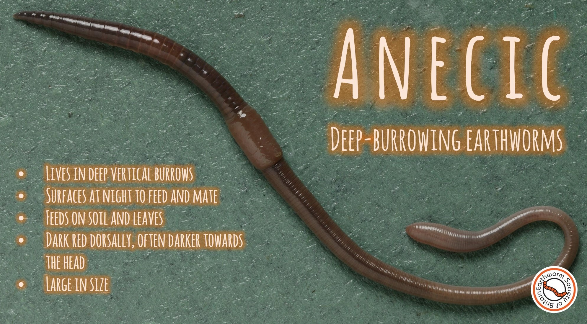 Earthworm ecology Earthworm Society of Britain